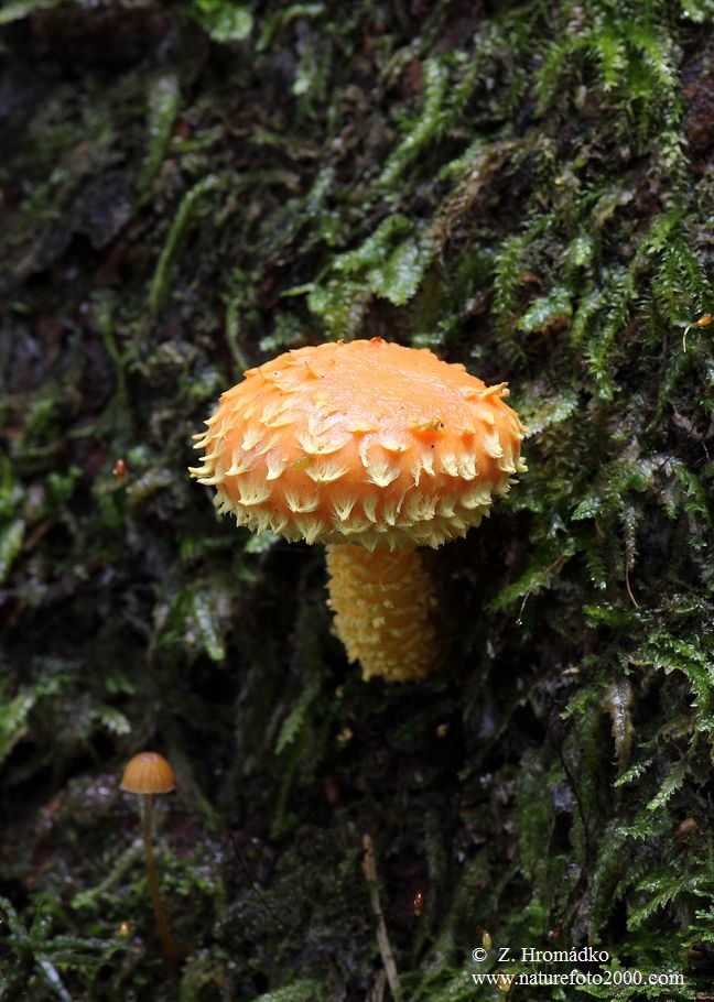 Šupinovka ohnivá, Pholiota flammans (Houby, Fungi)